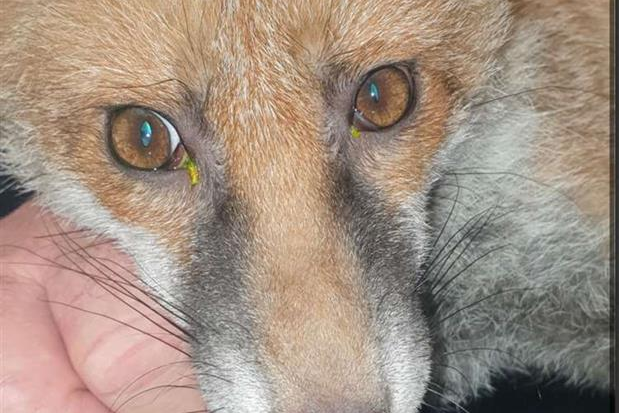 Vets give gift of sight to blind fox Ricky