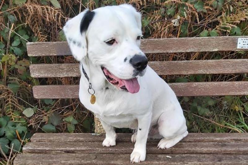 New Forest: Dog suffers two adder bites at Setley Plain