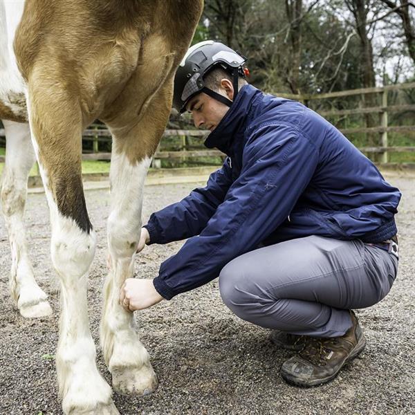 Equine Services