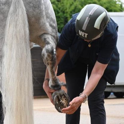 Equine Services