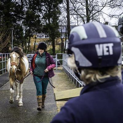 Equine Veterinary Services