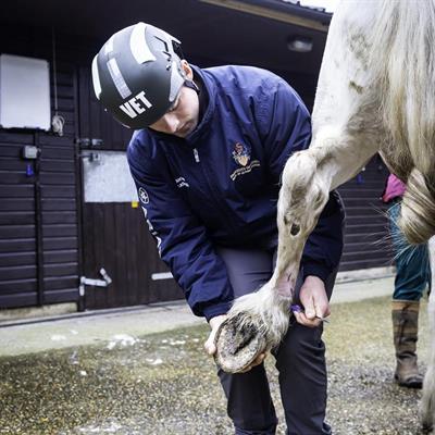 Equine Veterinary Services