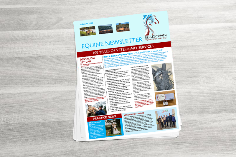 Equine Newsletter January 2025